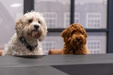 Foto van Kantoorhondjes Bram en Saar