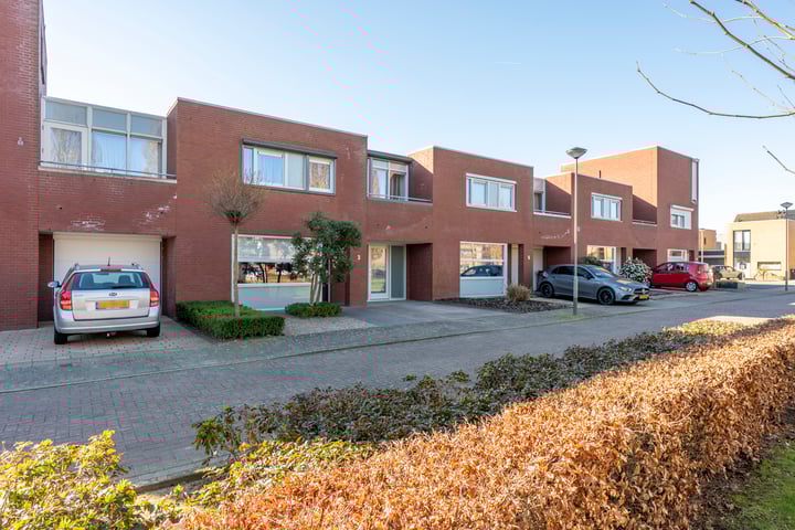 Knoopkruid 3 in Elsloo foto