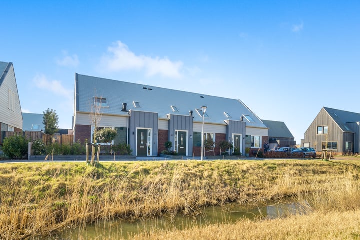 Koolzaad 33 in Tuitjenhorn foto