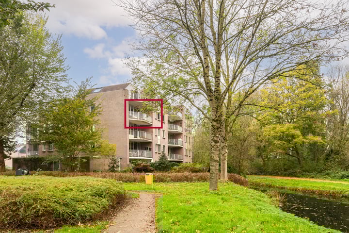 Koraalzwam 183 in Alphen aan den Rijn foto