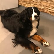 Foto van Ötzi