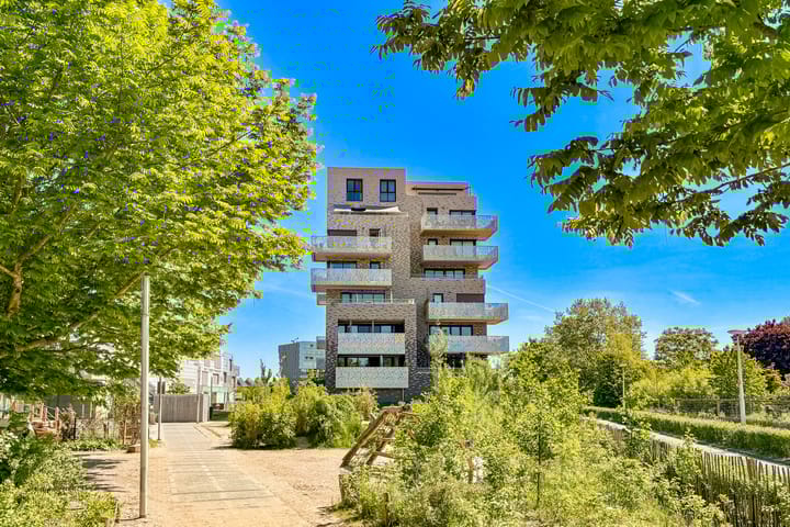 Pauwoogvlinder 36C in Utrecht